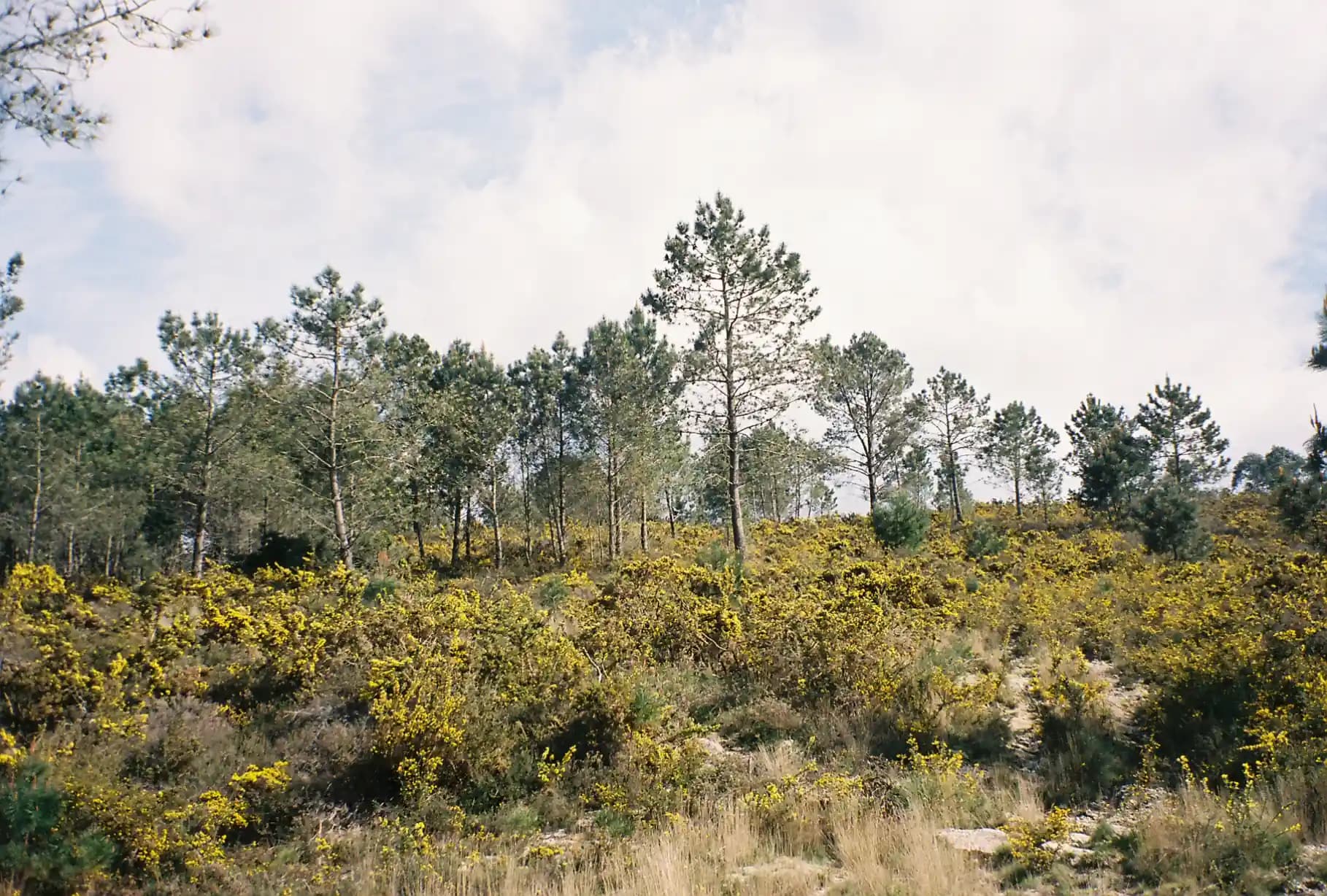 Forest with yellow flowering bushes and pine trees